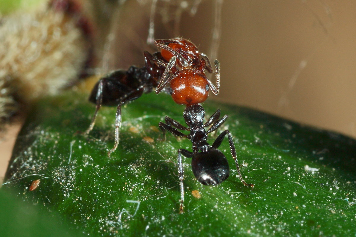 Crematogaster scutellaris - mungitura e  trofallassi ?