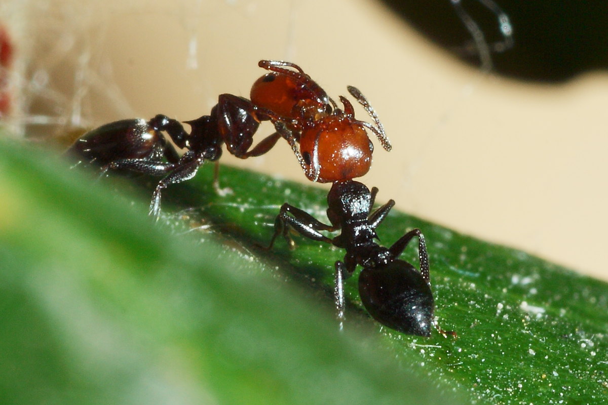 Crematogaster scutellaris - mungitura e  trofallassi ?