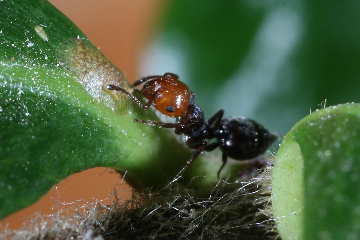 Crematogaster scutellaris - mungitura e  trofallassi ?