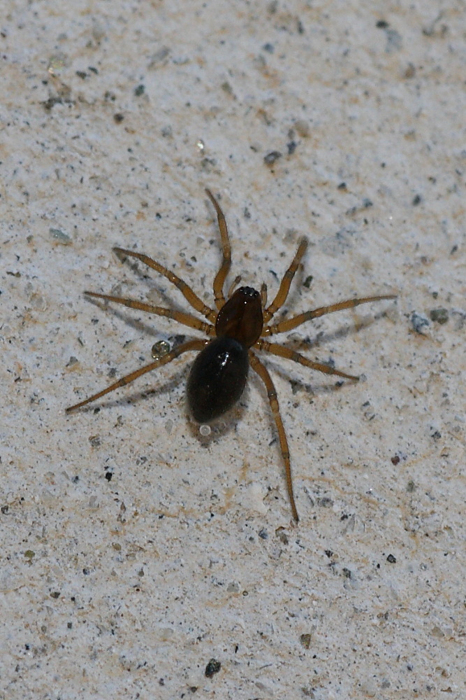 Da identificare (Linyphiidae?)