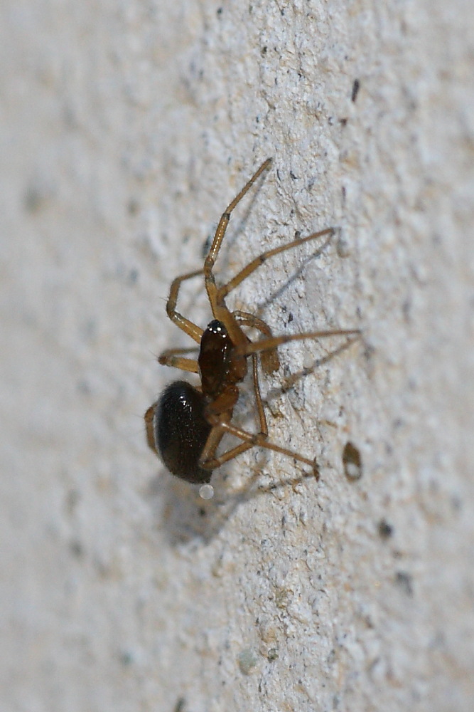 Da identificare (Linyphiidae?)