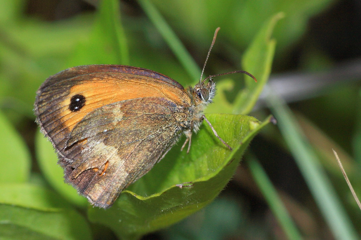 Pyronia tithonus? - S, Pyronia (Pyronia) tithonus