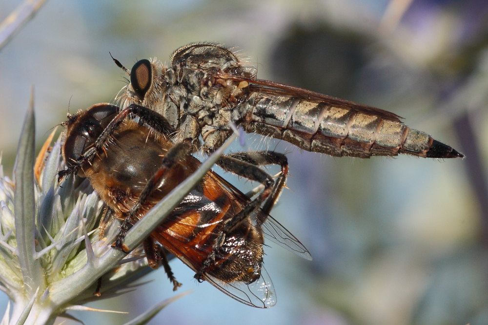 Asilidae e Syrphidae da identificare