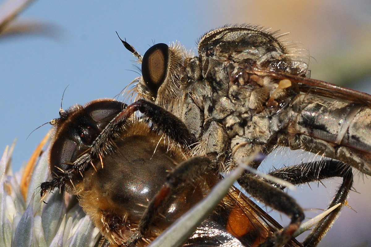 Asilidae e Syrphidae da identificare