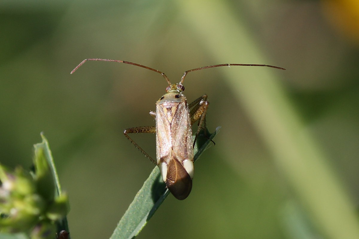 Miridae: Adelphocoris lineolatus di Maiolati spontini