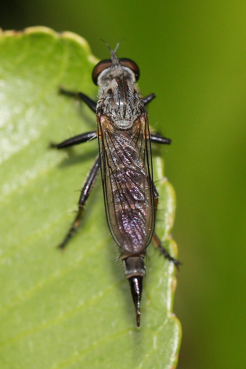 Asilidae da identificare