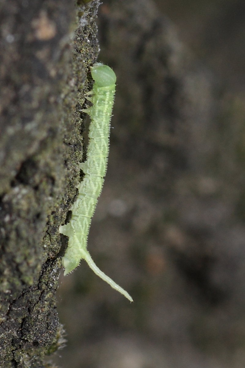 Bruco verde