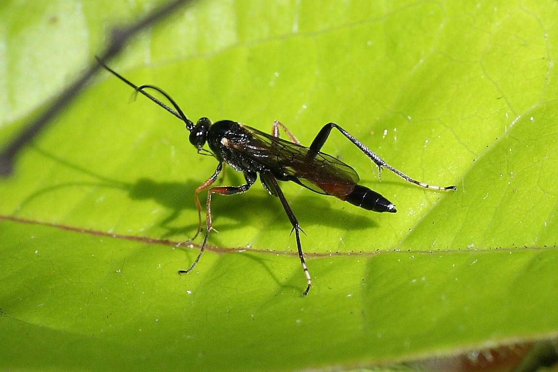 Ichneumonidae Cryptinae