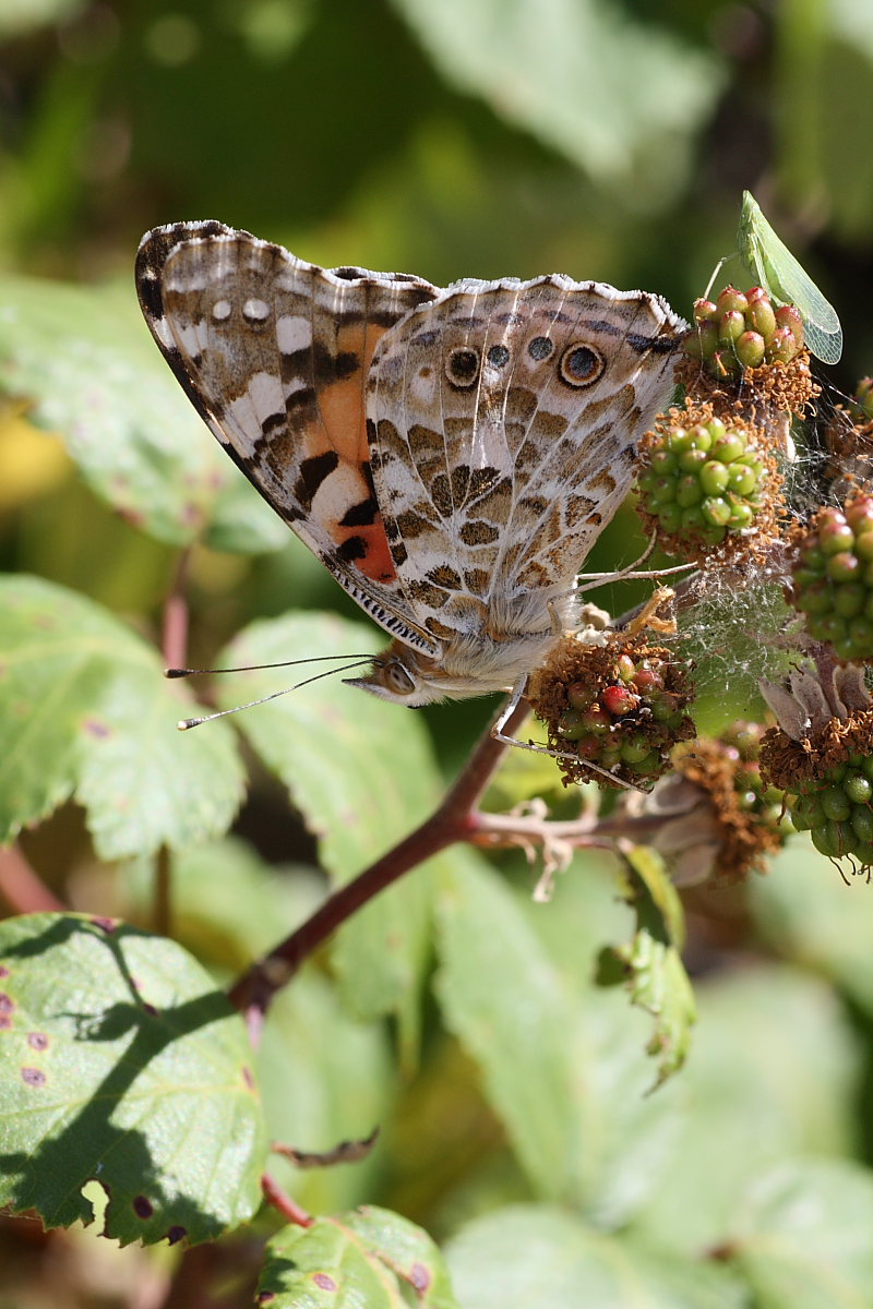 Intruso: Dictyophara europaea - Dictyopharidae