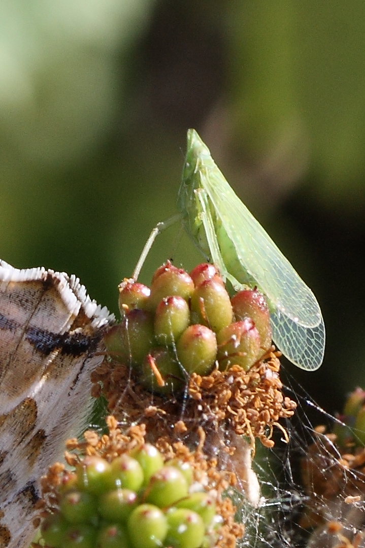 Intruso: Dictyophara europaea - Dictyopharidae