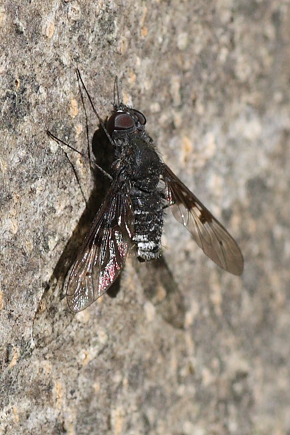 Bombyliidae del Conero 3