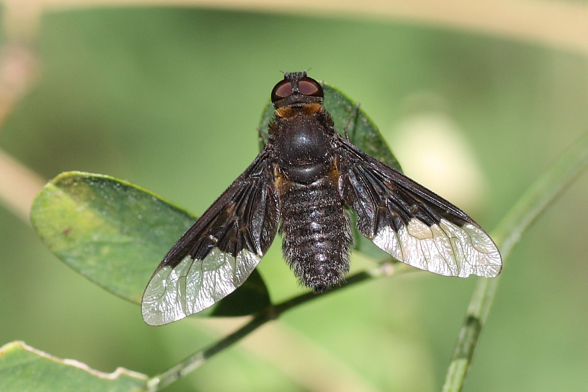 Bombyliidae del Conero 2