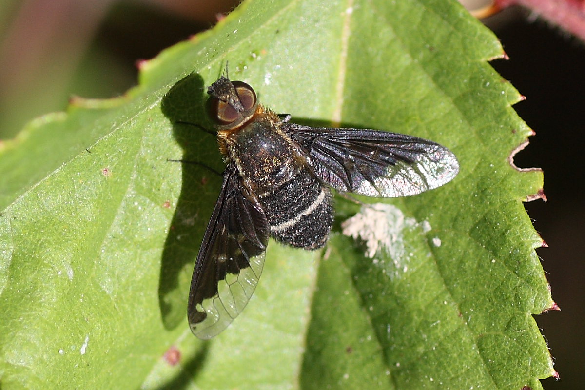 Bombyliidae del Conero 1