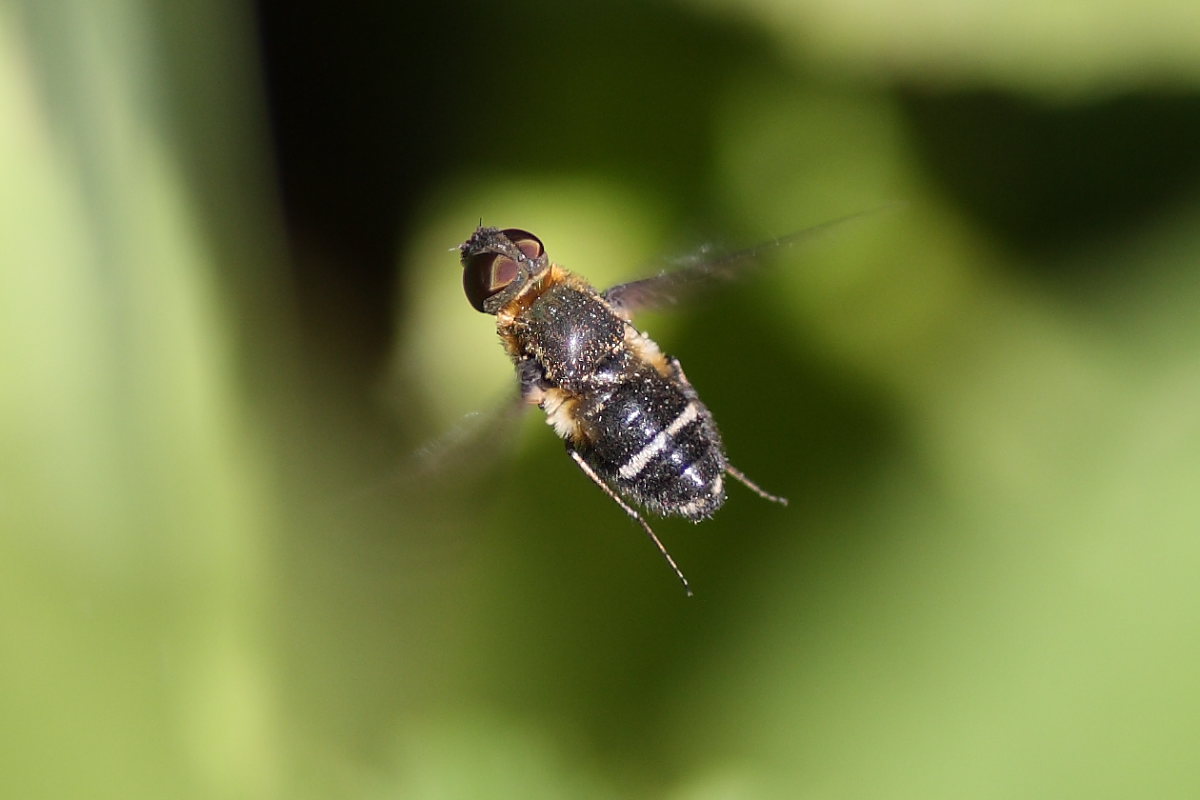 Bombyliidae del Conero 1