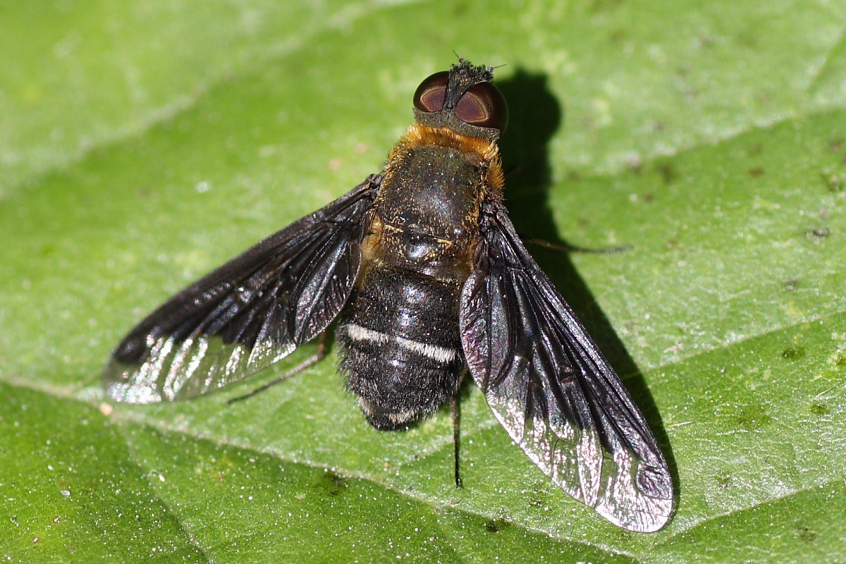 Bombyliidae del Conero 1