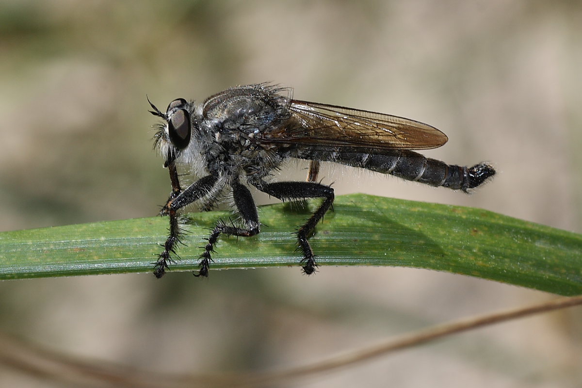 Asilidae gigantesco