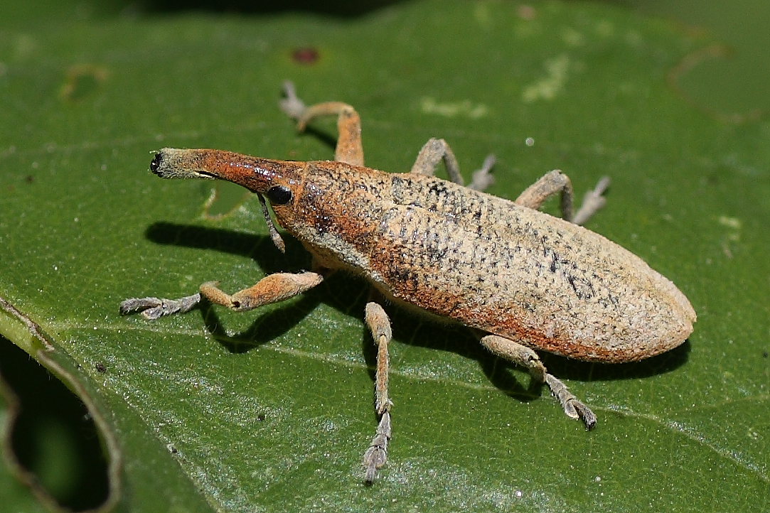 Lixus (Dilixellus) pulverulentus