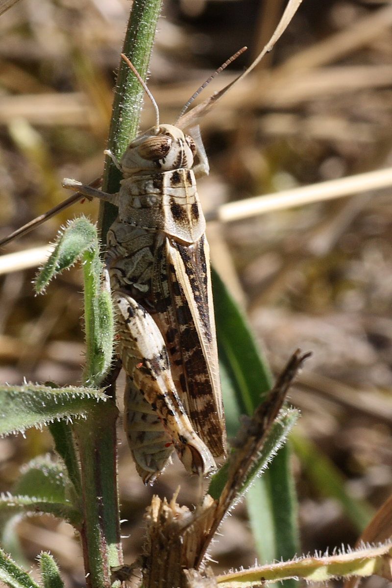 Ortotteri da identificare