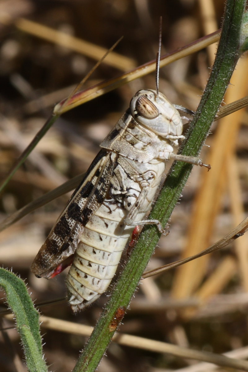 Ortotteri da identificare