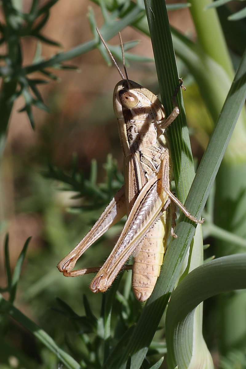 Ortotteri da identificare