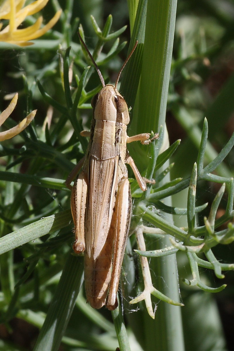 Ortotteri da identificare