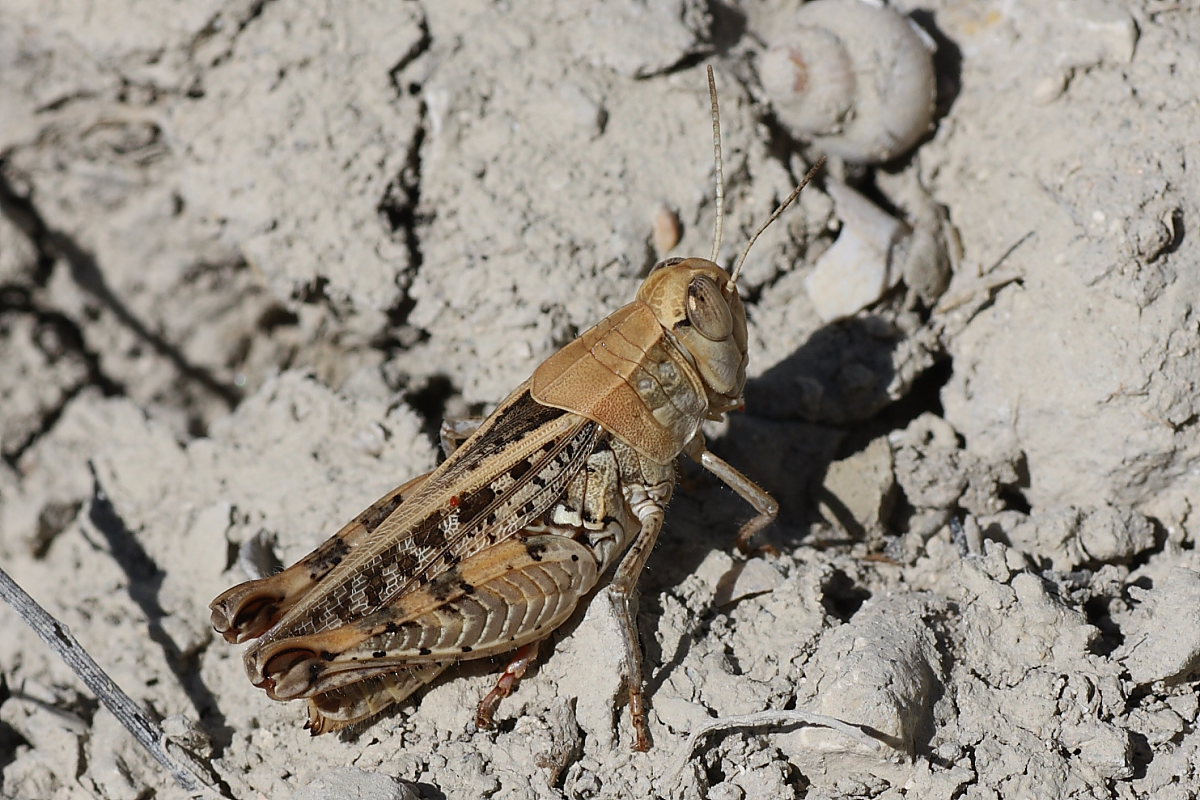 Ortotteri da identificare