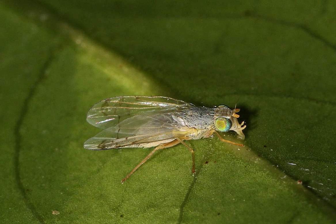 Acanthiophilus helianthi (Tephritidae)