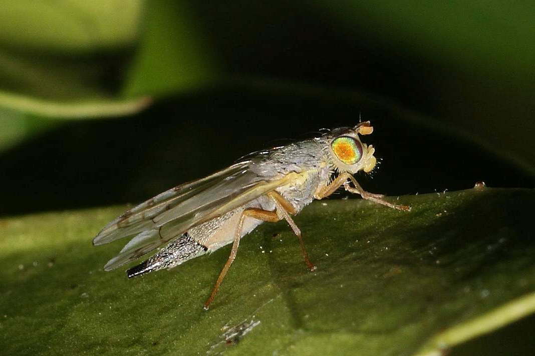 Acanthiophilus helianthi (Tephritidae)