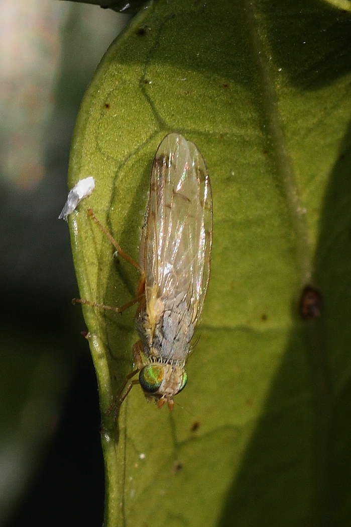 Acanthiophilus helianthi (Tephritidae)