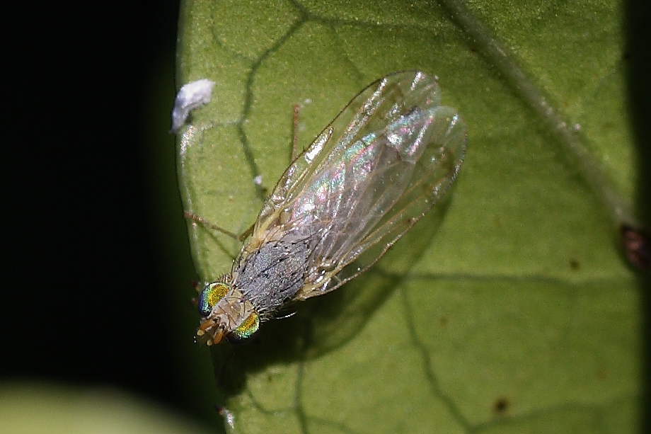 Acanthiophilus helianthi (Tephritidae)