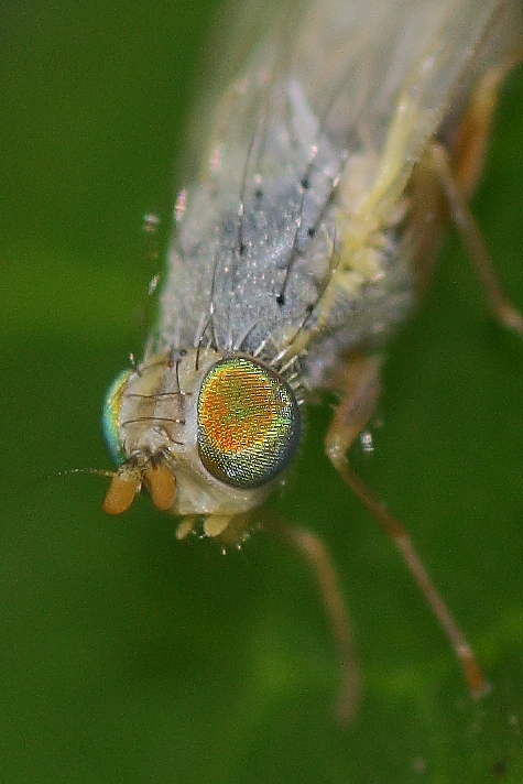 Acanthiophilus helianthi (Tephritidae)