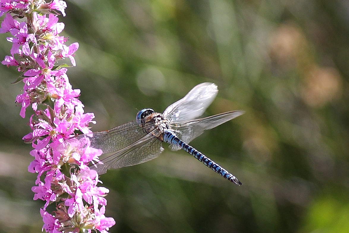 Tre Odonata da identificare