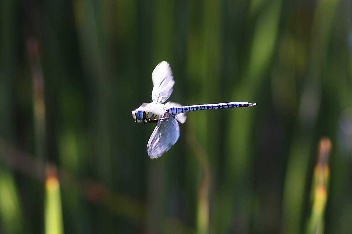 Tre Odonata da identificare