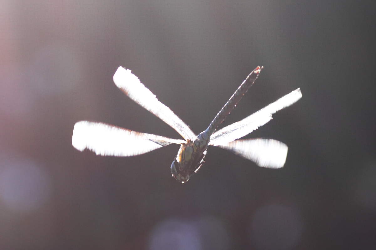 Tre Odonata da identificare