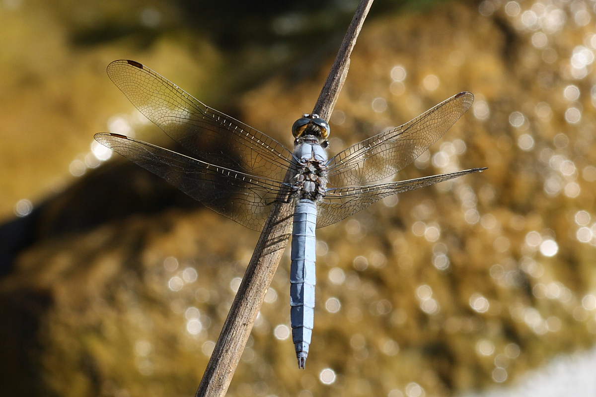 Tre Odonata da identificare