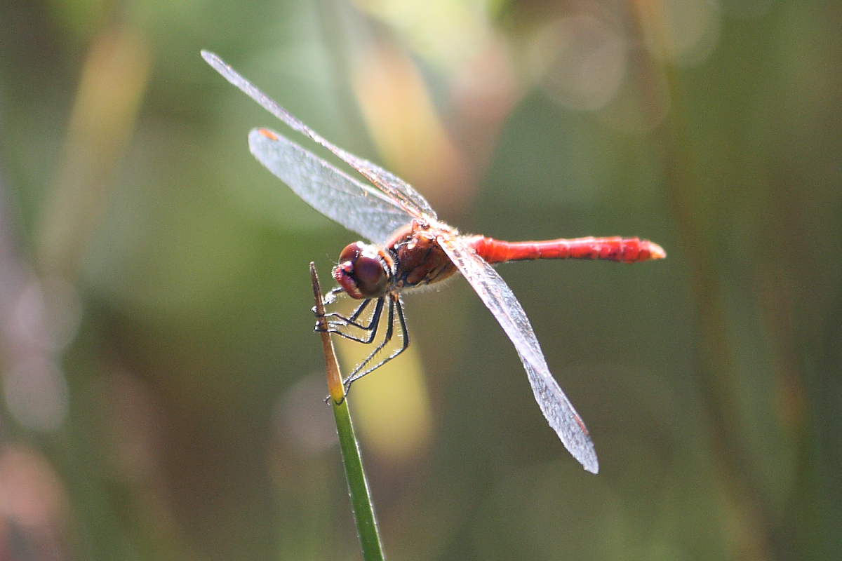 Tre Odonata da identificare