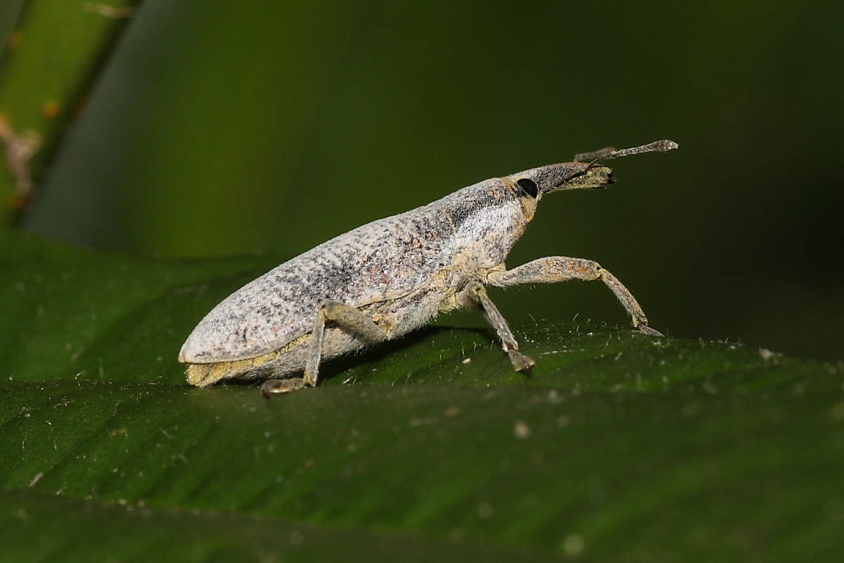 Lixus sp.