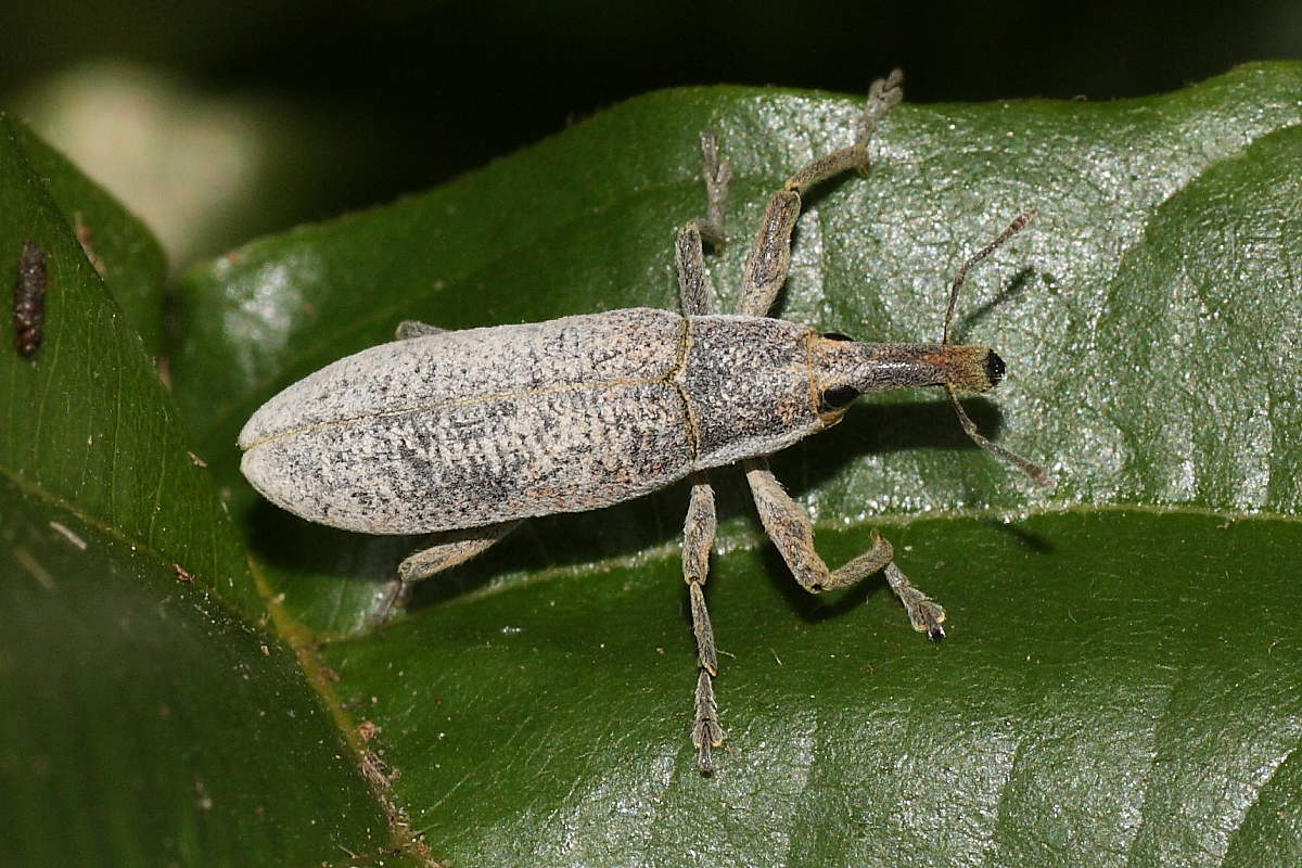 Lixus sp.