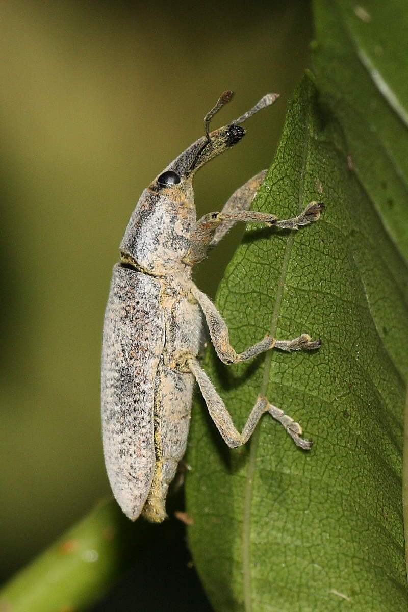 Lixus sp.