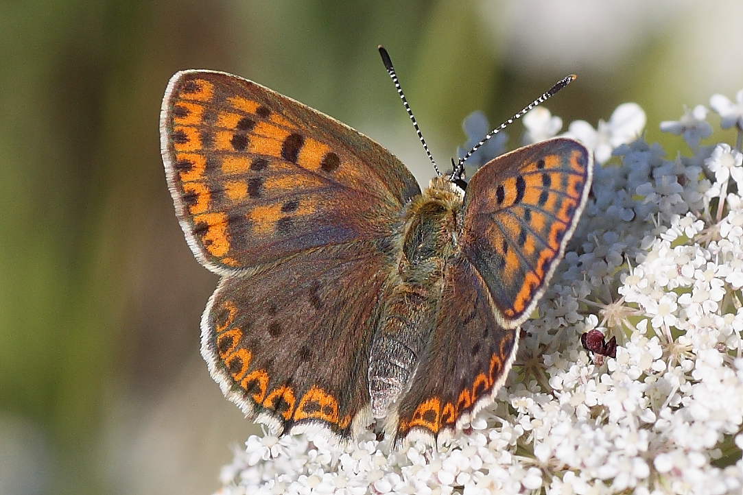 Due Lycaenidae da identificare: L. phlaeas e L. tityrus