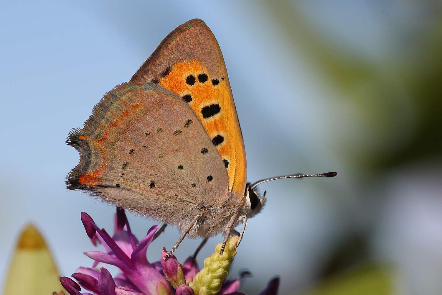 Due Lycaenidae da identificare: L. phlaeas e L. tityrus