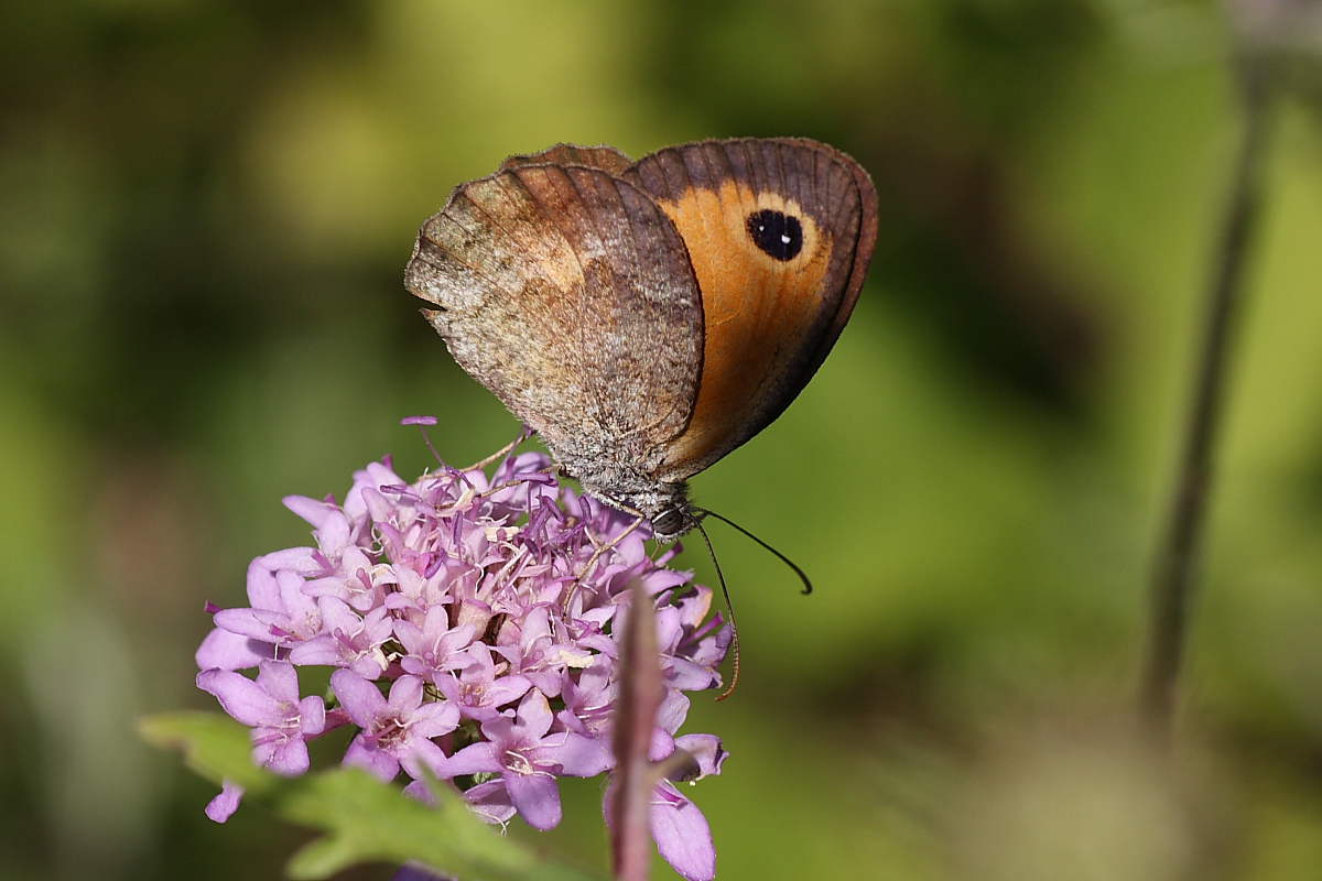 Pyronia cecilia ? Si