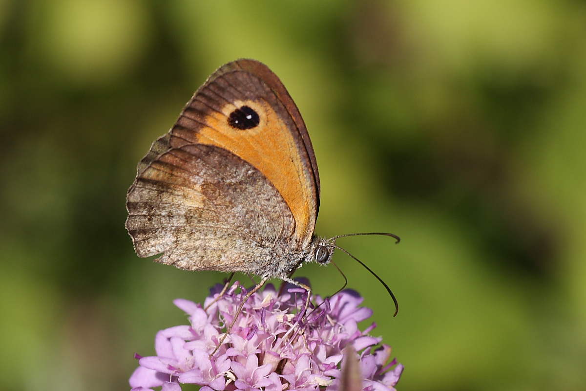 Pyronia cecilia ? Si