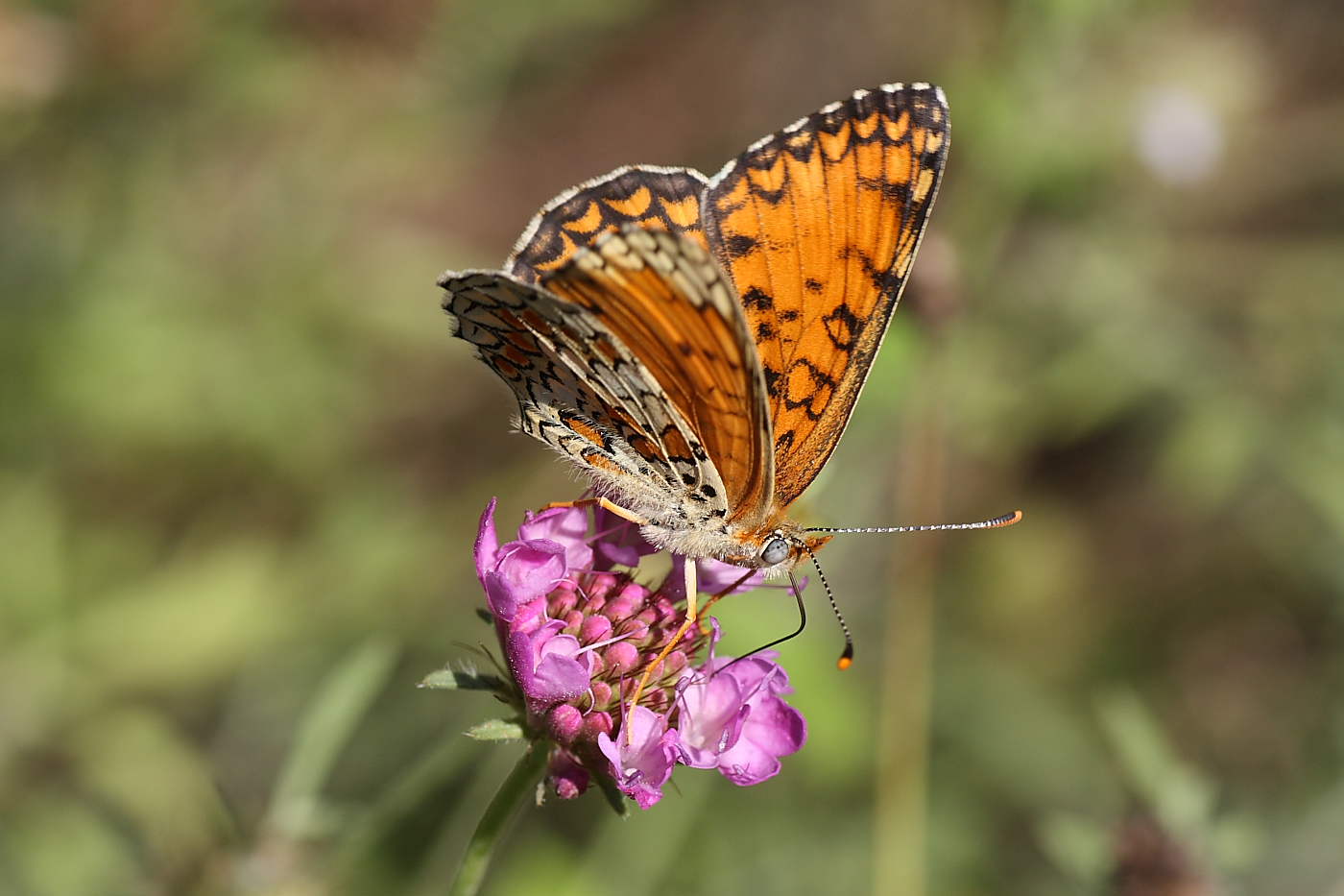 Da identificare : Melitaea phoebe