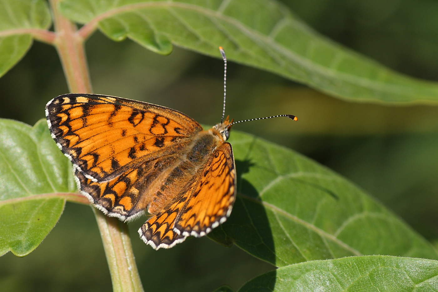 Da identificare : Melitaea phoebe