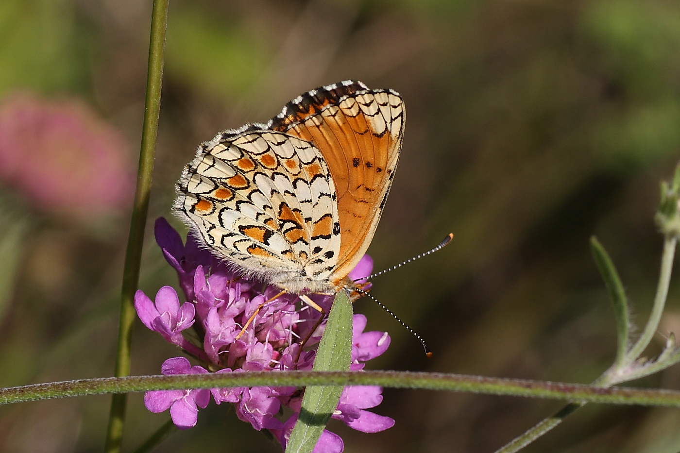 Da identificare : Melitaea phoebe