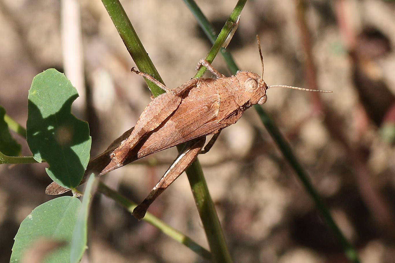 Oedipoda germanica ?