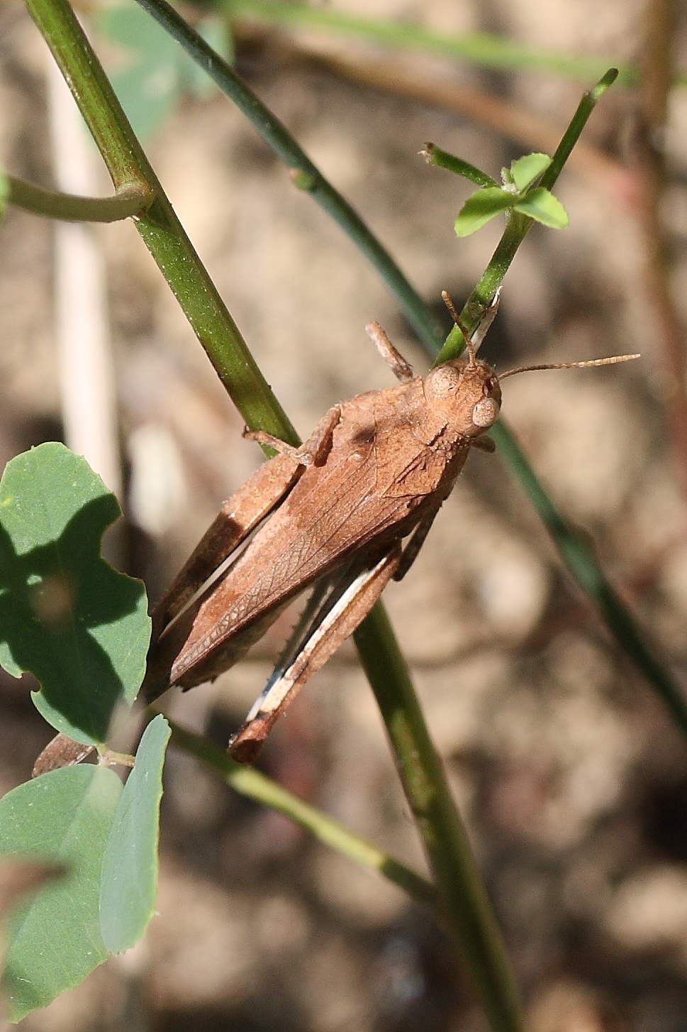 Oedipoda germanica ?