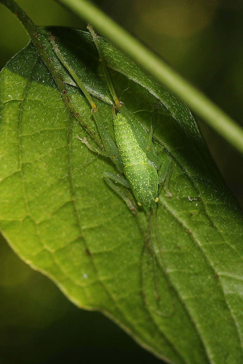 Cyrtaspis scutata ?