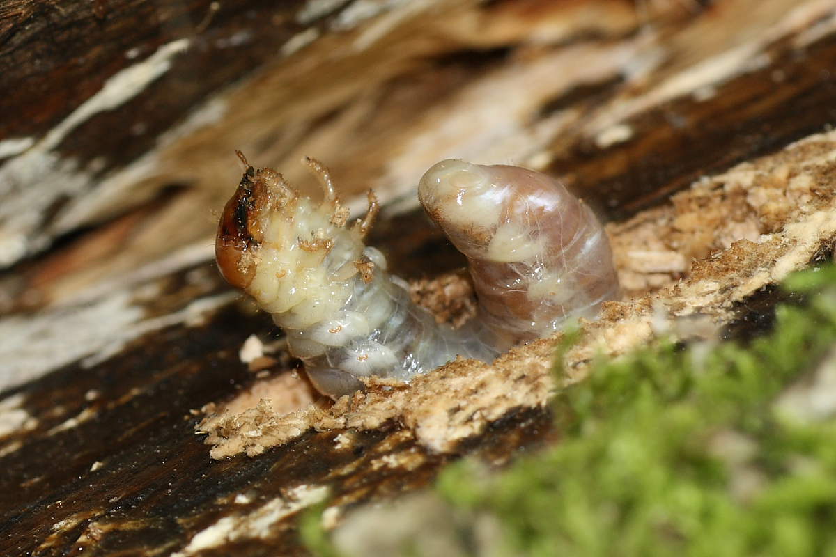 Larva di Dorcus parallelepipedus ?